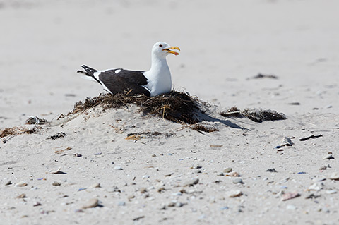 Kelp Gull on nest
